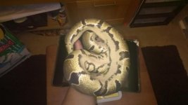 HETPIEDFEMALEBELLY_zpsfae78306.jpg