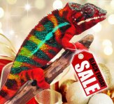 Thor Canvas Chameleons Black Friday.jpg