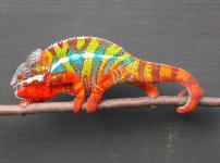 cham.jpg