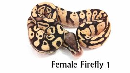 Female Firefly f1.jpg