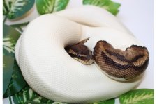 Piebald h 1.jpg