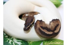 piebald h 2.jpg