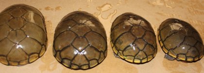 mud_all_carapace_IMG_5121.jpg