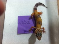 pet2.jpg