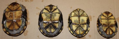 mud_all_plastron_IMG_5120.jpg