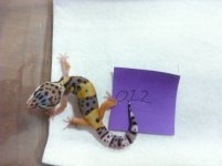 pet4.jpg
