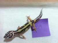 HISS1.jpg