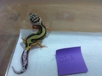 HISS2.jpg