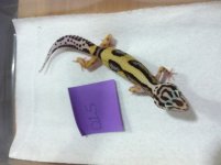 HISS3.jpg