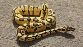 Enchi 012.jpg