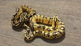 Enchi 013.jpg