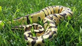 Enchi 017.jpg