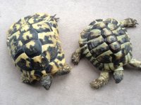 Pair of Tortoise.JPG