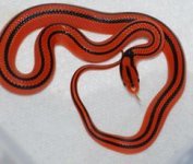 O.p. coxi female.jpg