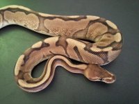 Calico GStripe 03.jpg