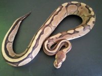 Calico GStripe 06.jpg