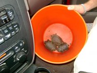 Loggerhead Turtle at Colombia Ga. Aug. 29th, 2012 003.jpg