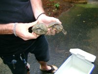 Copy of Loggerhead Turtle at Colombia Ga. Aug. 30th, 2012 003.jpg
