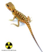 orangetranstigerfemale.jpg
