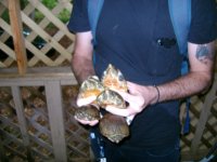 Loggerhead Turtle at Colombia Ga. Aug. 30th, 2012 005.jpg