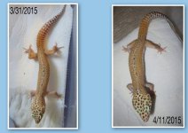 befor and after of oswald.jpg