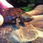 Loggerhead Picture # 1.jpg