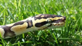 Enchi 021.jpg