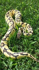 Enchi 019.jpg