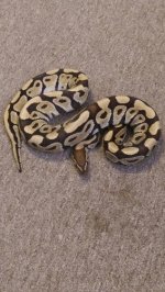 Desert Male 650g.jpg Desert Male 650g.jpg