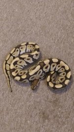 Desert Male-2 650g.jpg Desert Male-2 650g.jpg