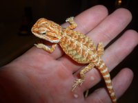 Red Hypo Female 001.jpg