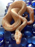albino het leo 2.JPG
