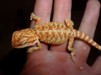 Red Hypo Female 002.jpg