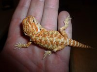 Red Hypo Female 003.jpg
