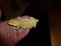 Citrus Hypo Female 001.jpg