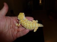 Citrus Hypo Female 002.jpg