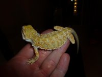 Citrus Hypo Female 003.jpg