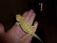 Citrus Hypo Female 004.jpg