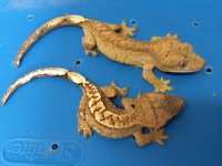 crestedgeckomale-female3-14-15.JPG