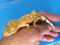 crestedgeckofemale3-14-15.jpg