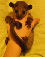 Kinkajou.jpg