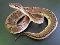 Pinstripe PH Axanthic 04.jpg