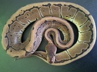 Pinstripe PH Axanthic 02.jpg