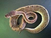 Pinstripe PH Axanthic 03.jpg
