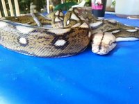 IMG_2117199780624.jpeg