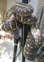 2015-04-22 20.51.57a fauna classified.jpg