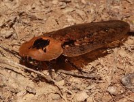 BelizeCockroach.jpg