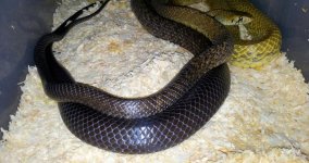 blacktail breeding2.jpg