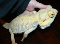 cl beardie.jpg