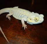 cl beardie 2.jpg